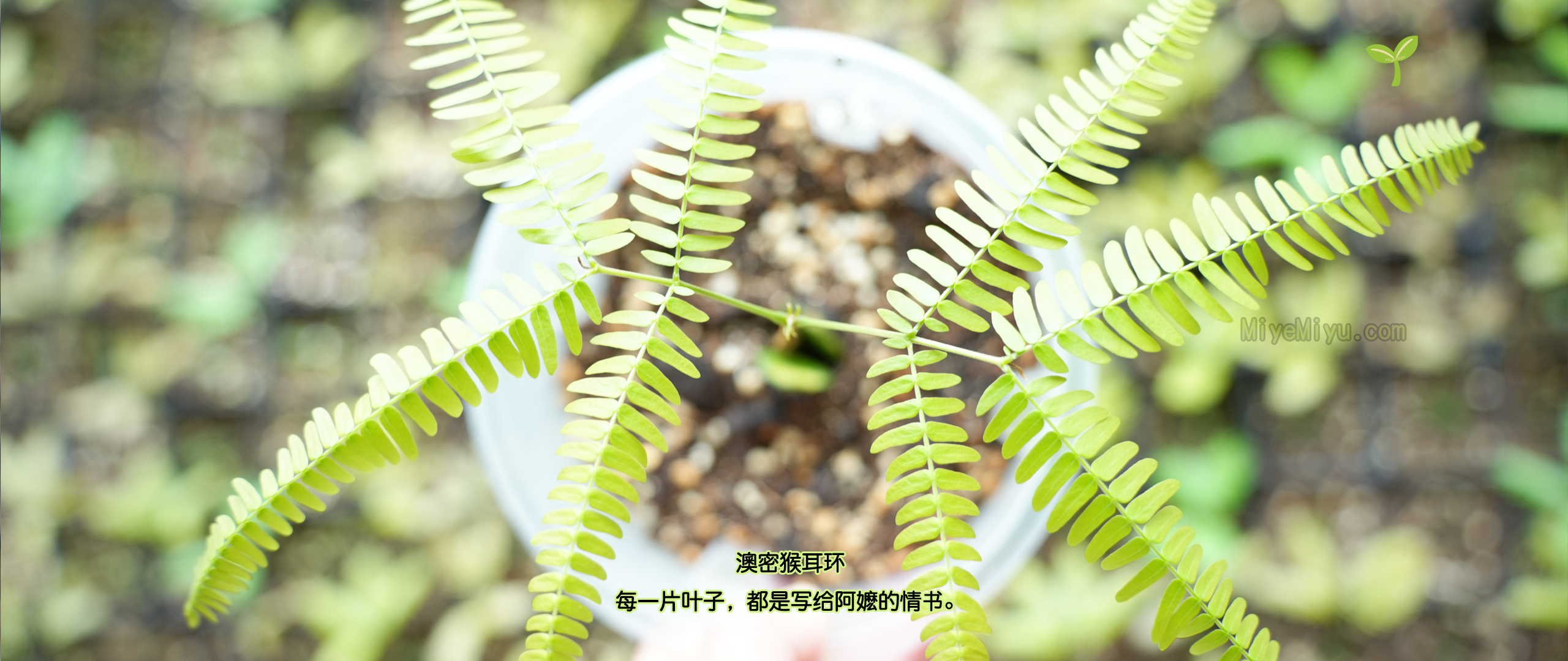 密叶蜜语5