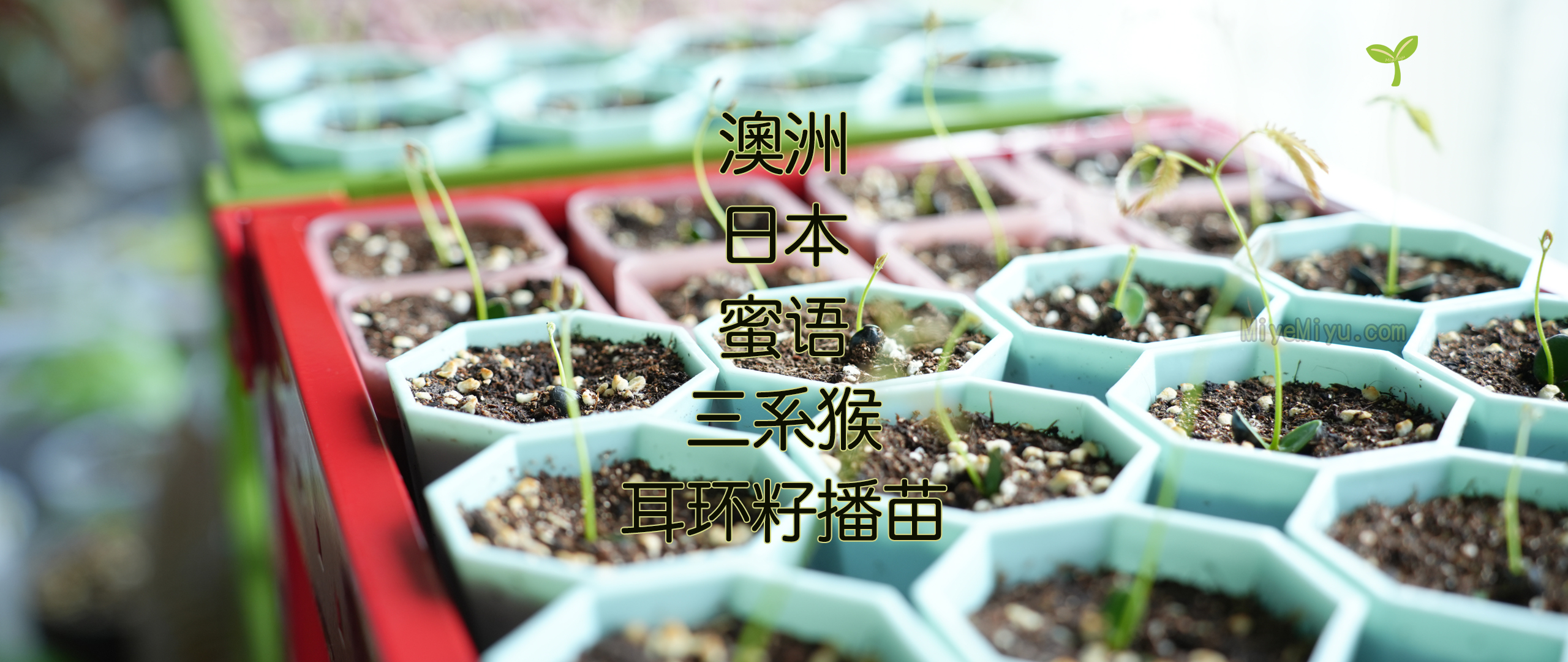 密叶蜜语1